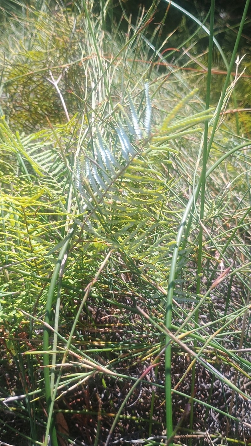 Gleichenia mendellii photo 6