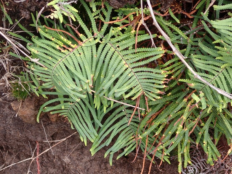 Gleichenia mendellii photo 7