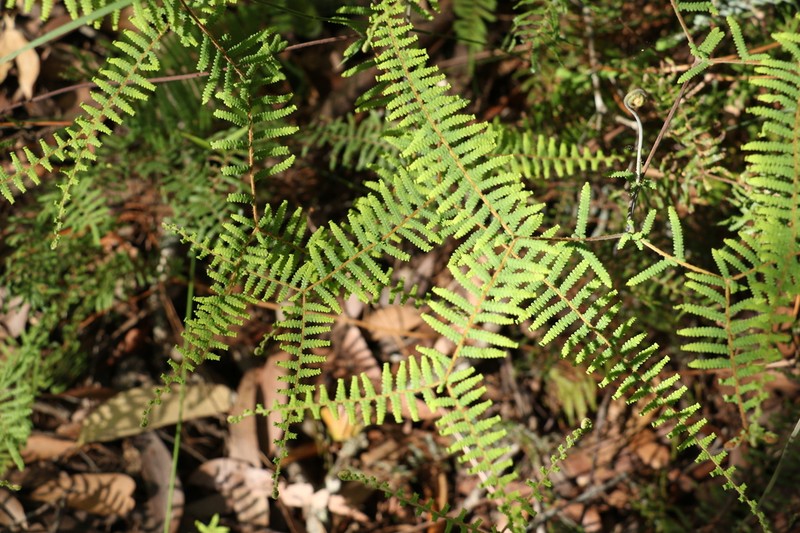 Gleichenia mendellii photo 8