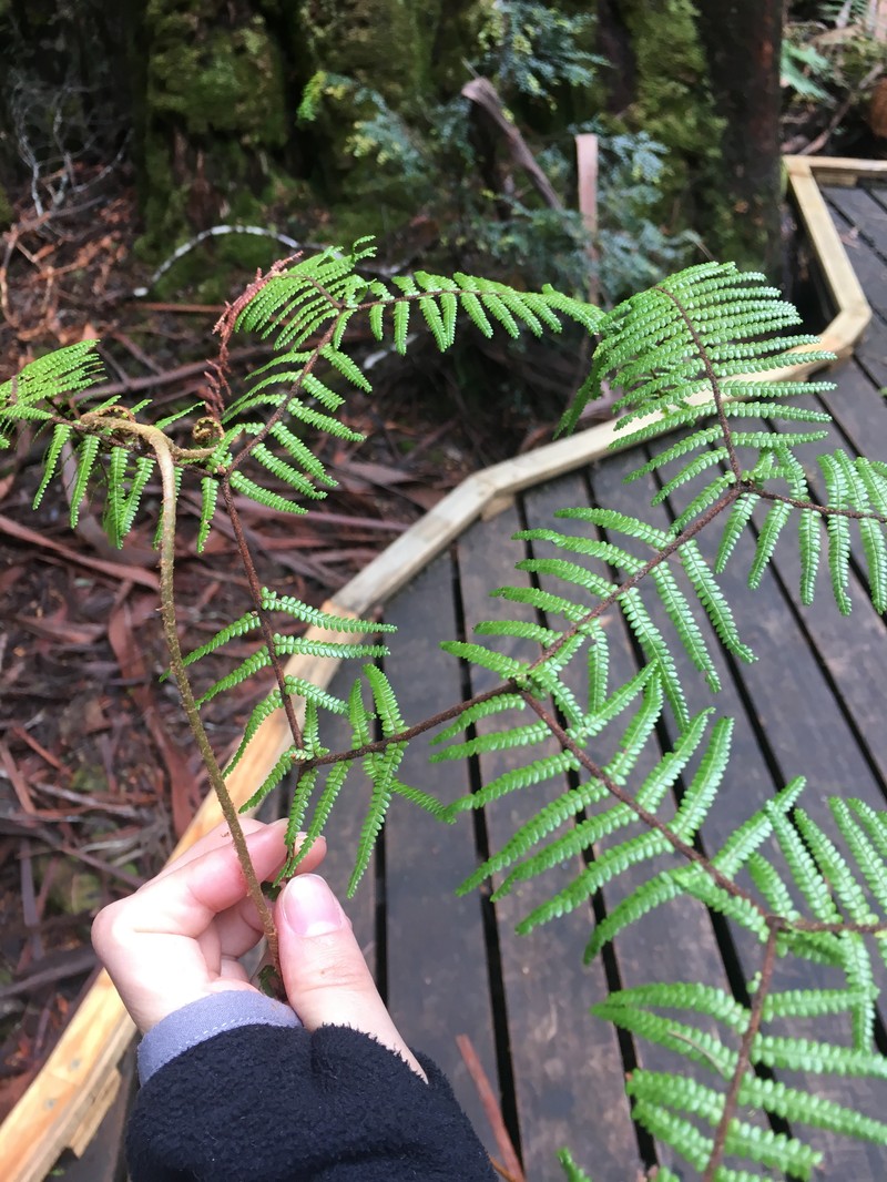 Gleichenia microphylla