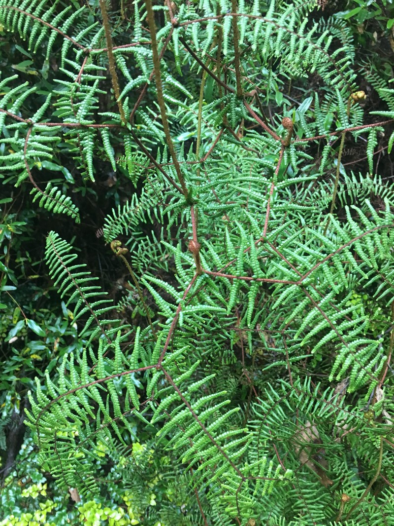 Gleichenia microphylla photo 2