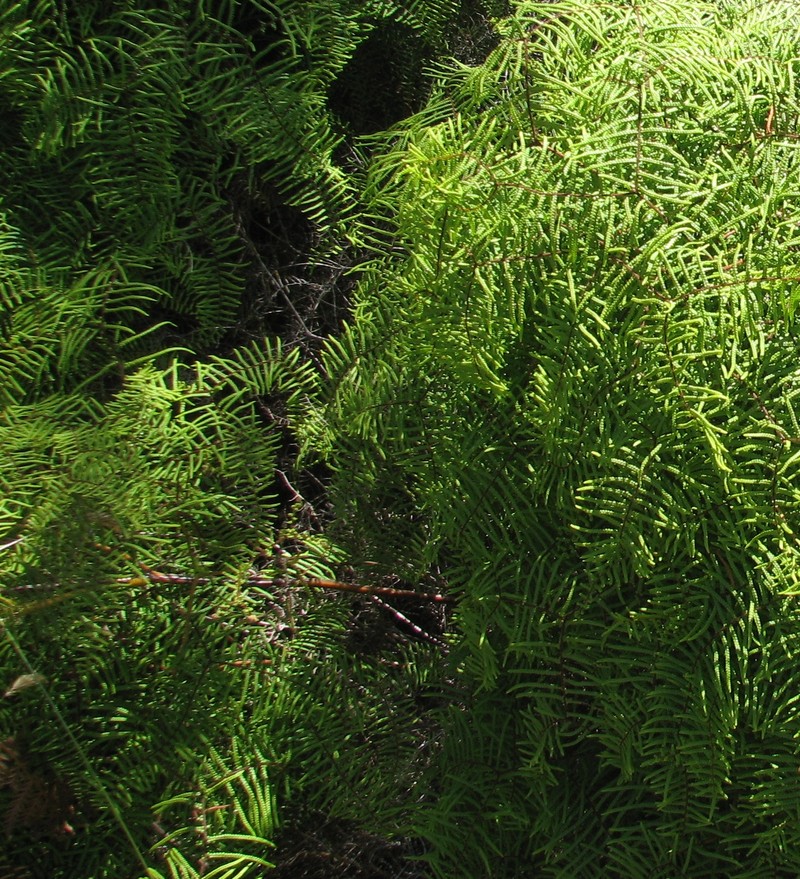 Gleichenia microphylla photo 3