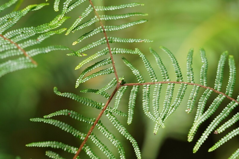 Gleichenia microphylla photo 4