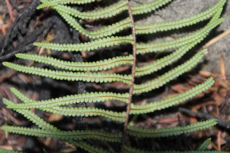 Gleichenia microphylla photo 5