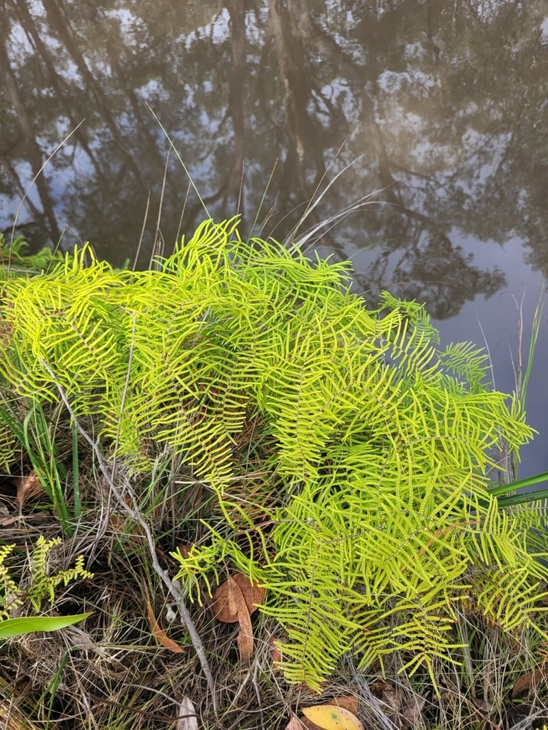 Gleichenia microphylla photo 6