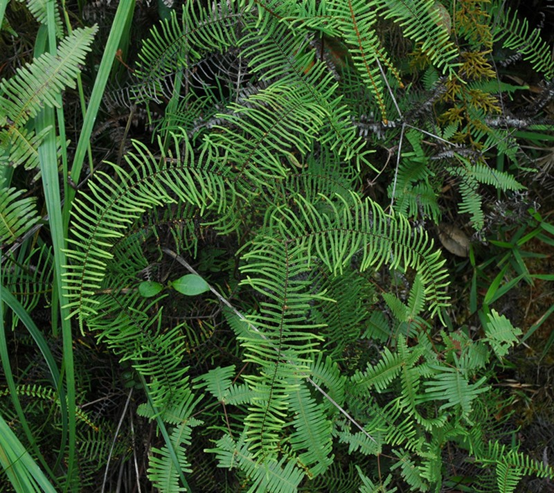 Gleichenia microphylla photo 7