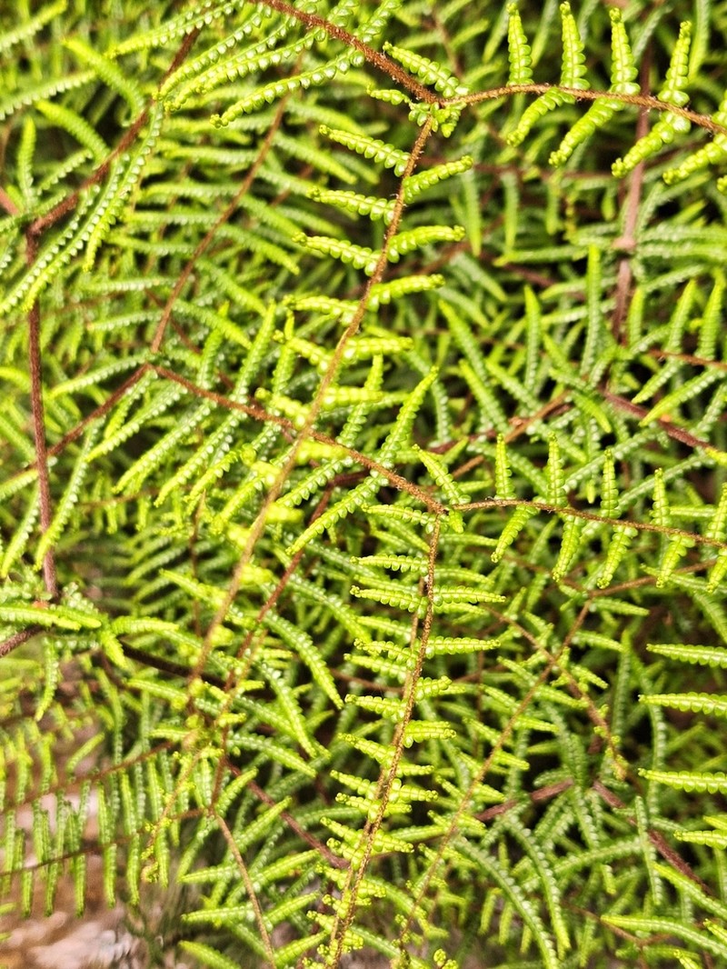 Gleichenia microphylla photo 8