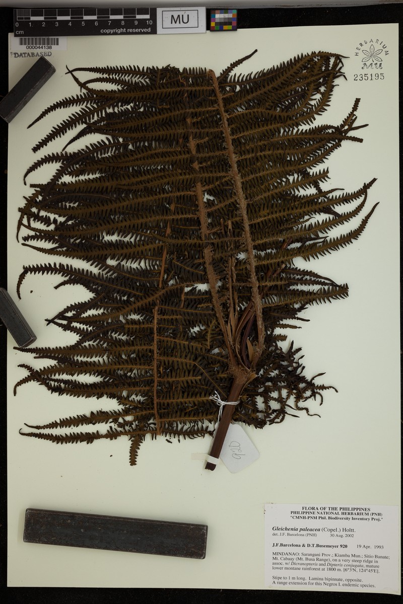 Gleichenia paleacea