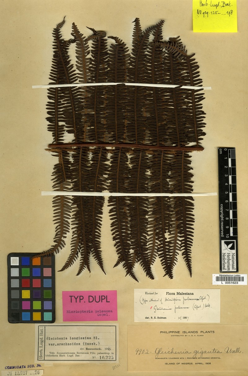 Gleichenia paleacea photo 3