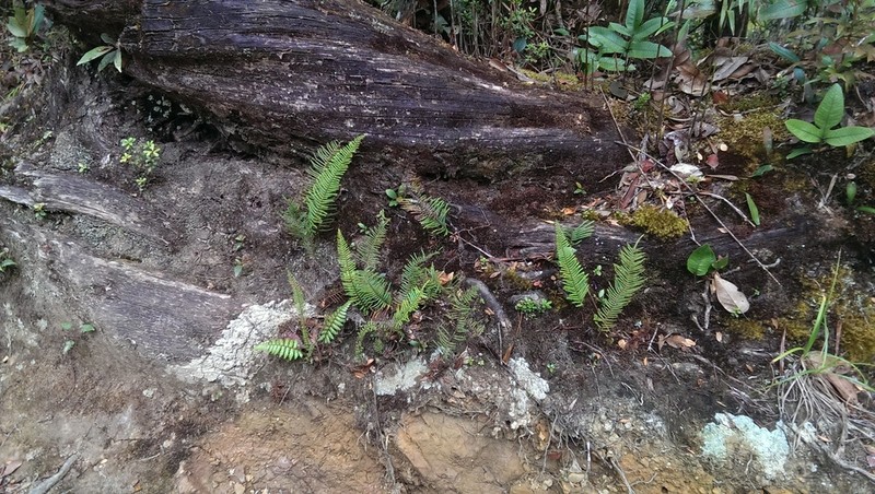 Gleichenia peltophora