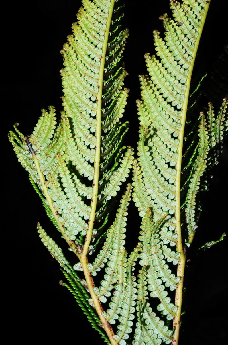 Gleichenia peltophora photo 4