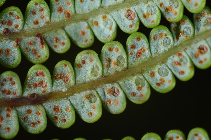Gleichenia peltophora photo 5