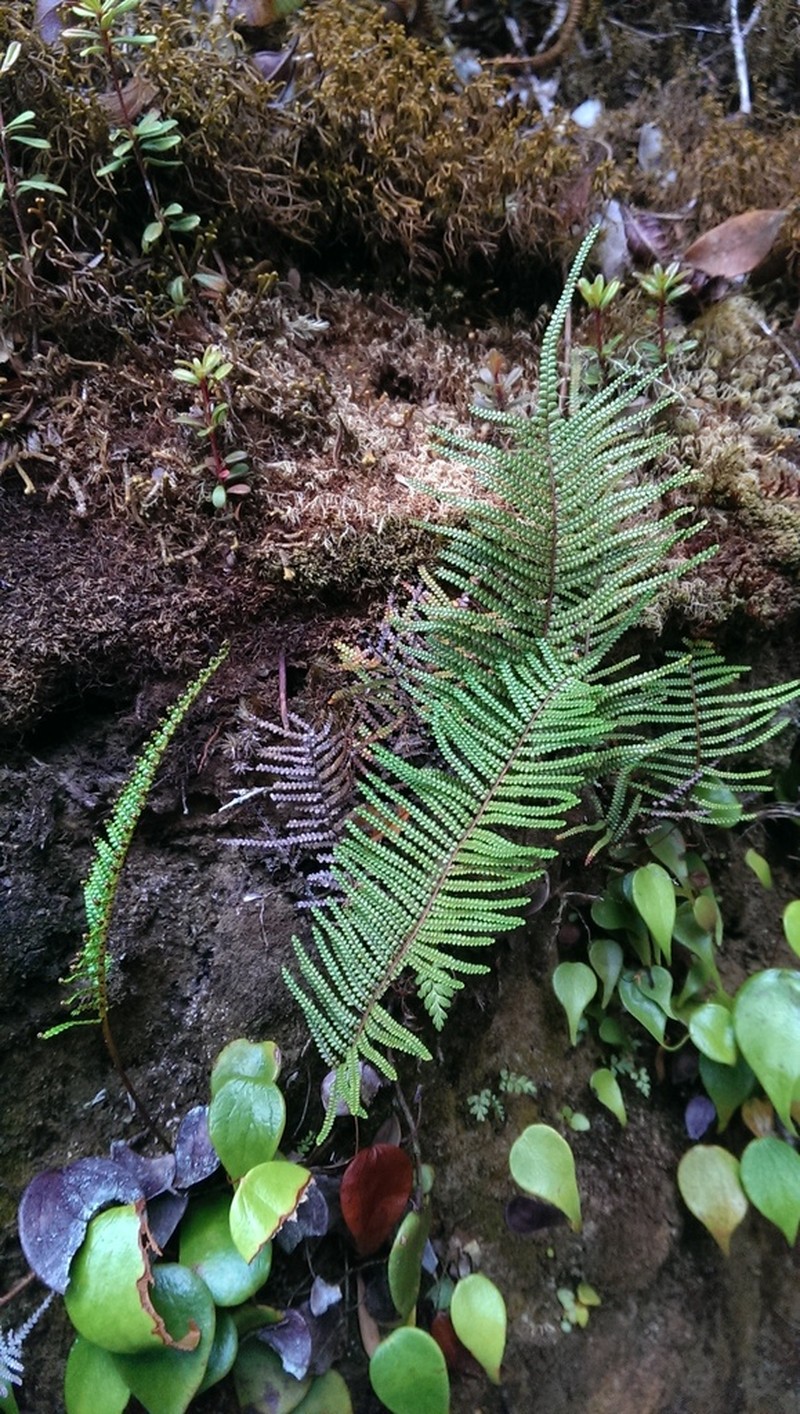 Gleichenia peltophora photo 6