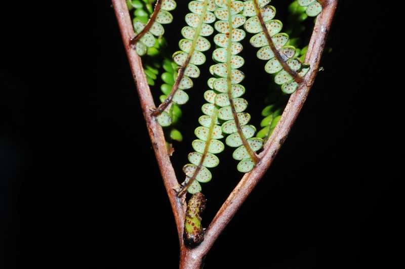 Gleichenia peltophora photo 7