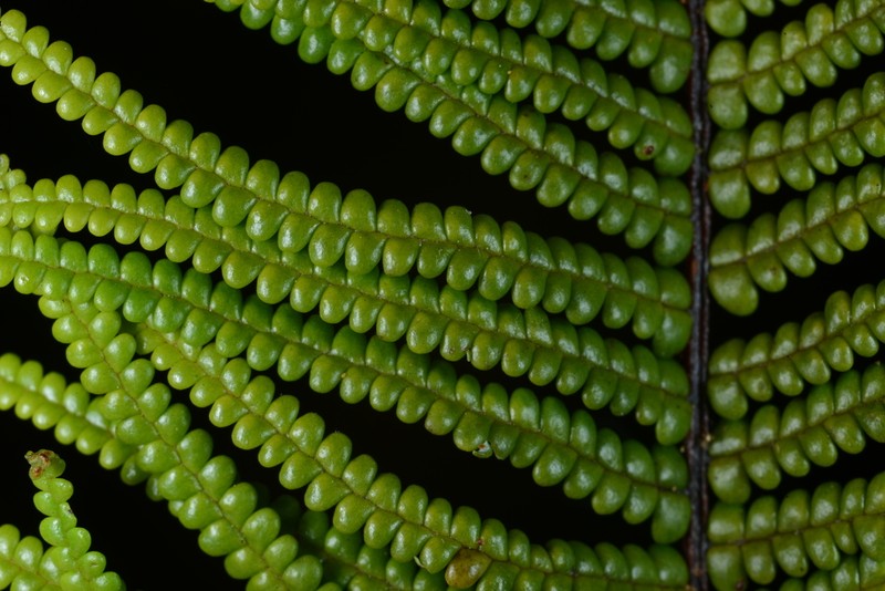Gleichenia peltophora photo 8