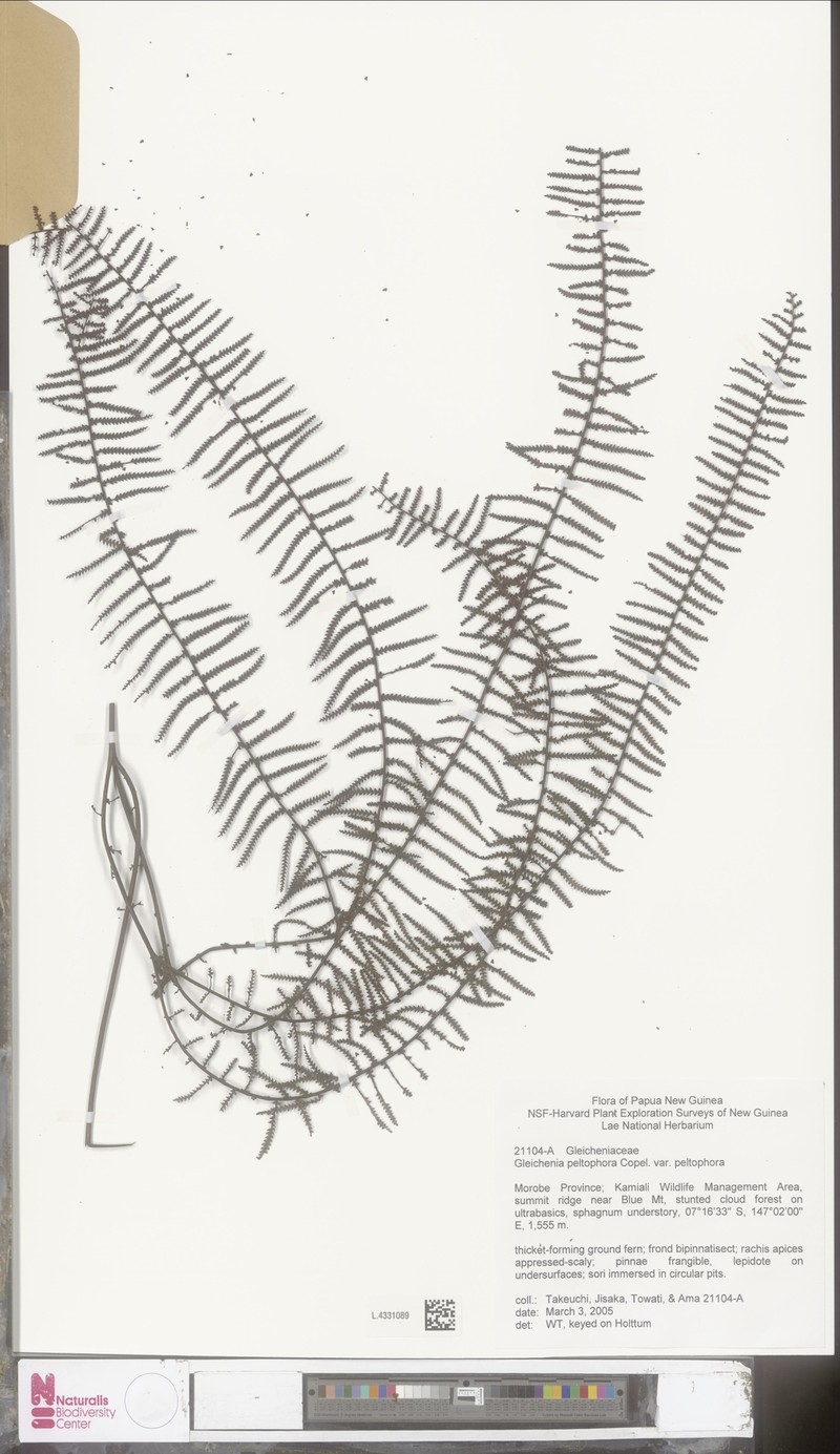 Gleichenia peltophora var. peltophora