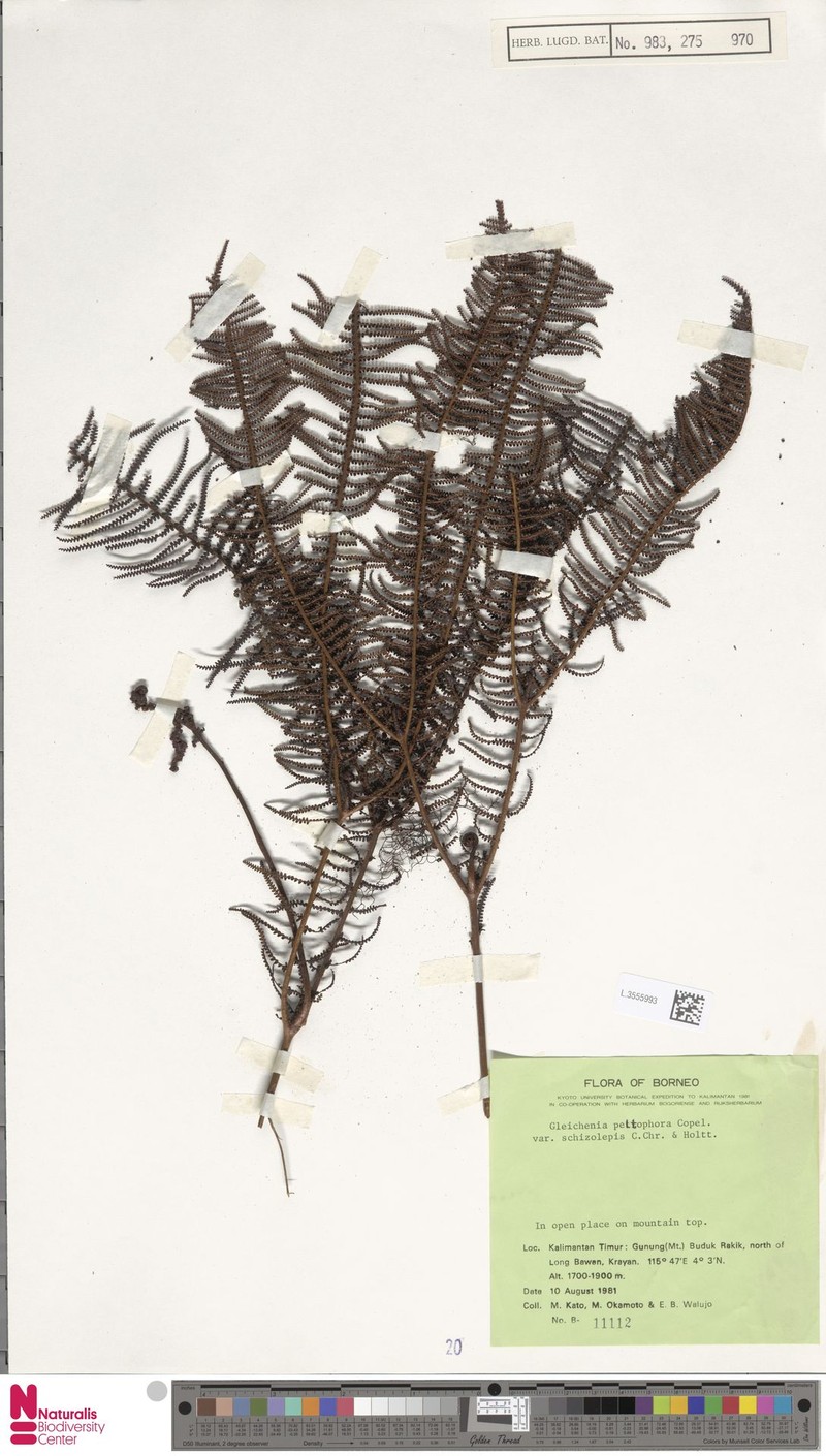 Gleichenia peltophora var. schizolepis