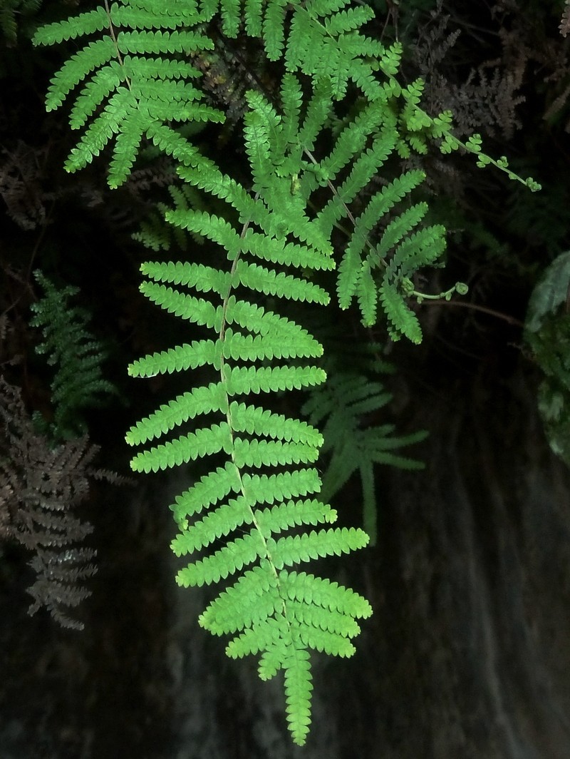 Gleichenia polypodioides