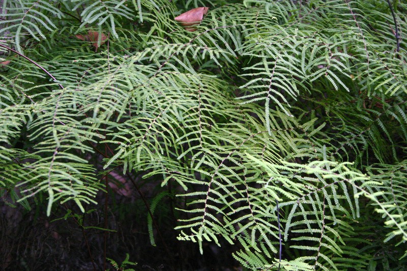 Gleichenia polypodioides photo 2