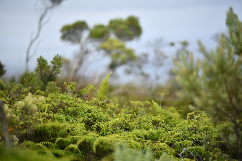 Gleichenia polypodioides photo 4