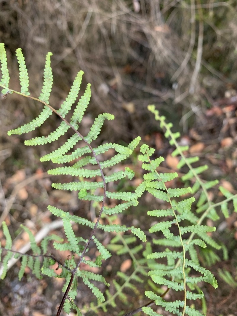 Gleichenia polypodioides photo 5