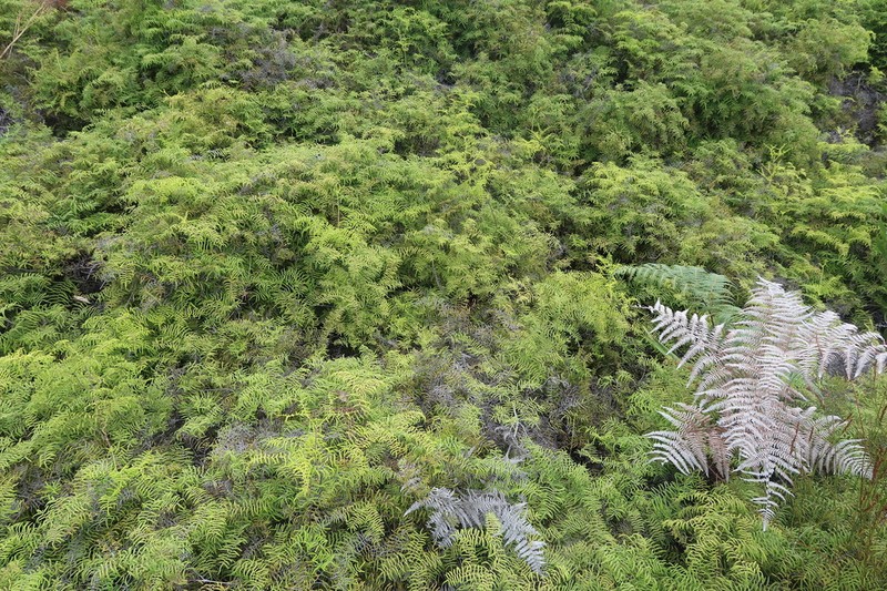 Gleichenia polypodioides photo 6