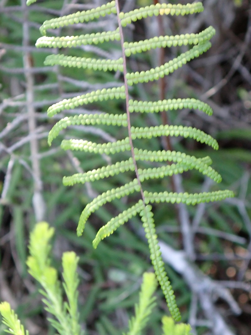 Gleichenia polypodioides photo 7