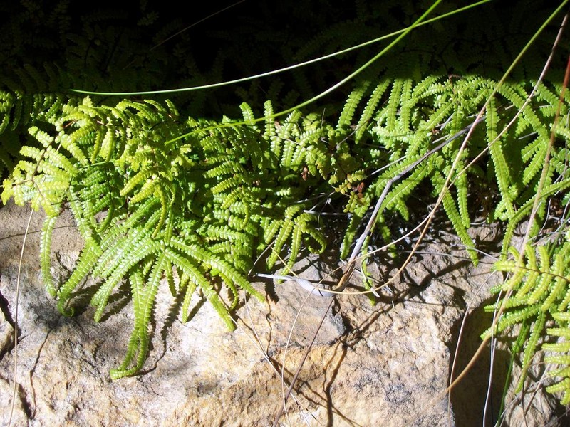 Gleichenia rupestris
