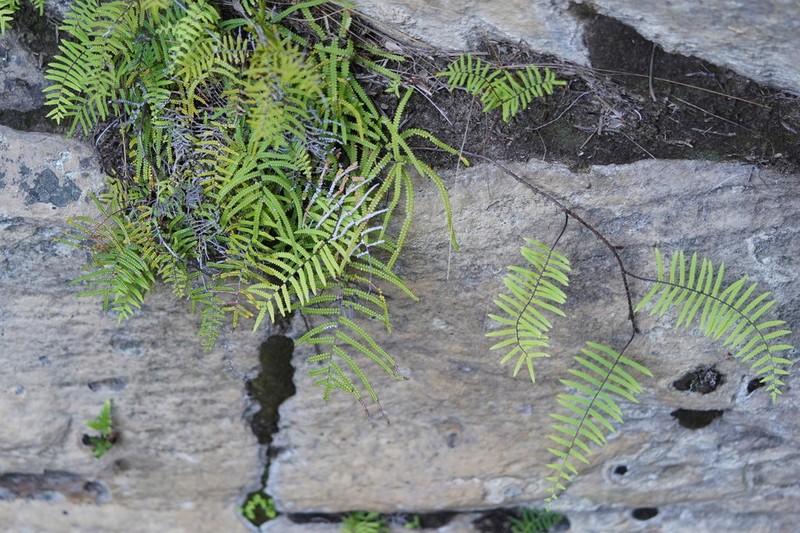 Gleichenia rupestris photo 2