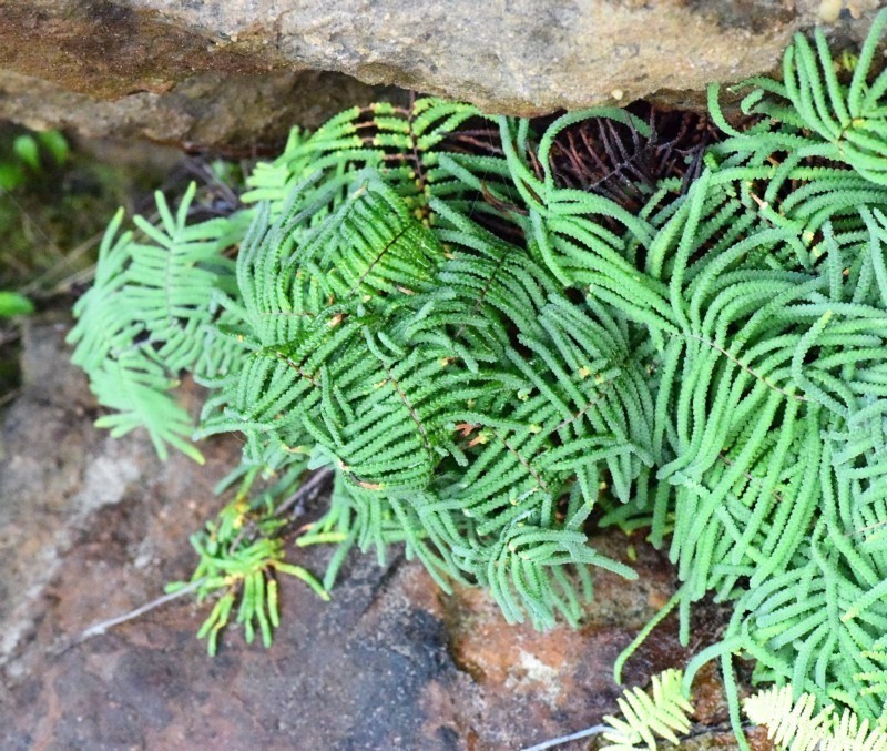 Gleichenia rupestris photo 5