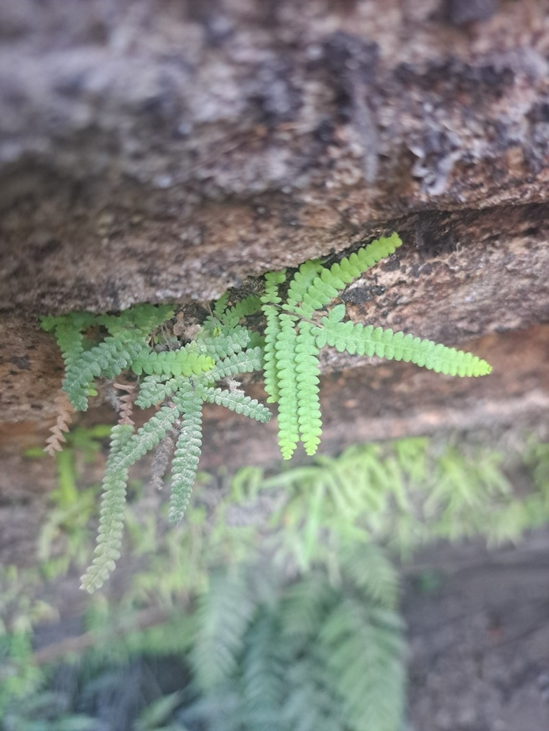Gleichenia rupestris photo 6