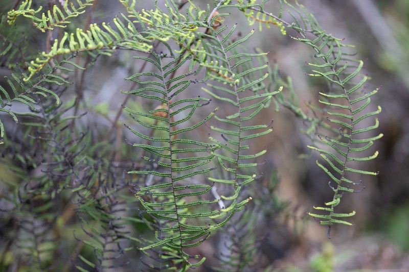 Gleichenia vulcanica
