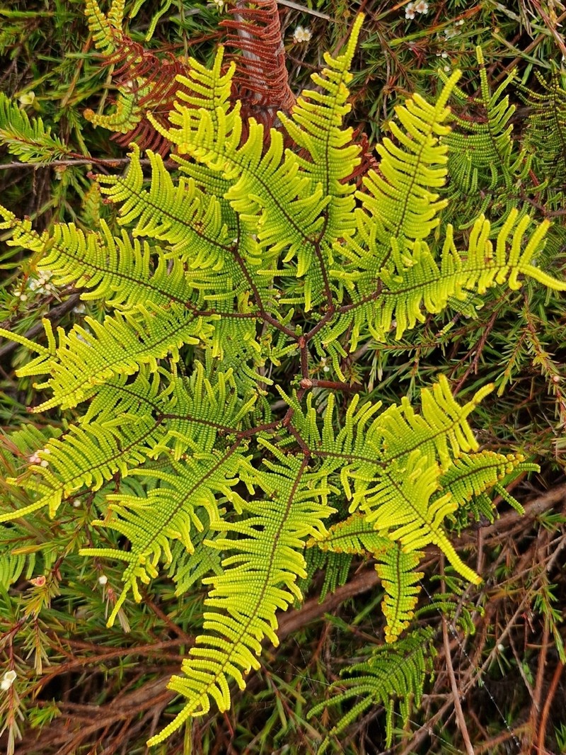 Gleichenia vulcanica photo 2