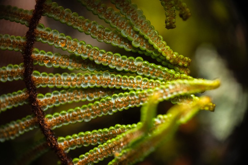 Gleichenia vulcanica photo 3