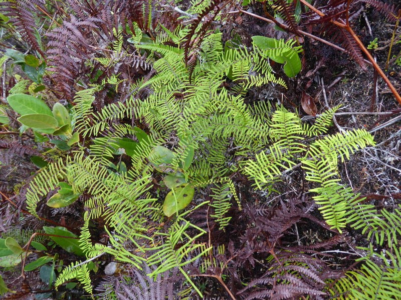 Gleichenia vulcanica photo 4