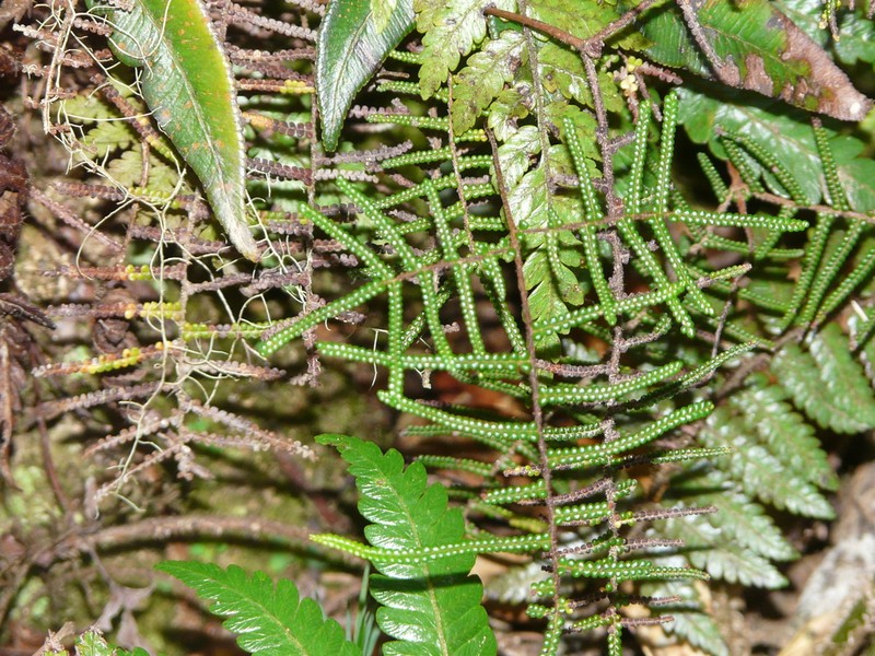 Gleichenia vulcanica photo 5