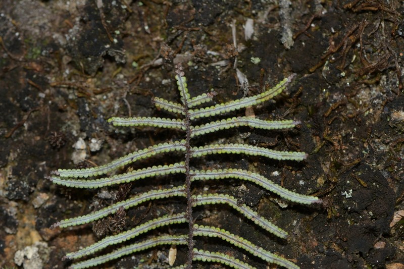 Gleichenia vulcanica photo 6