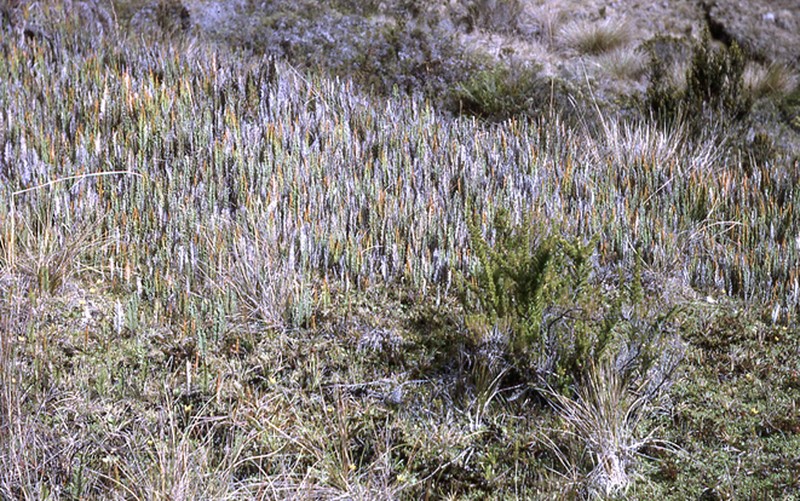 Gleichenia vulcanica photo 7