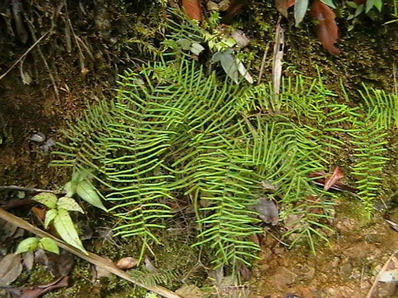 Gleichenia vulcanica photo 8