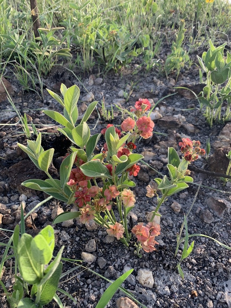 Glicophyllum ambiguum