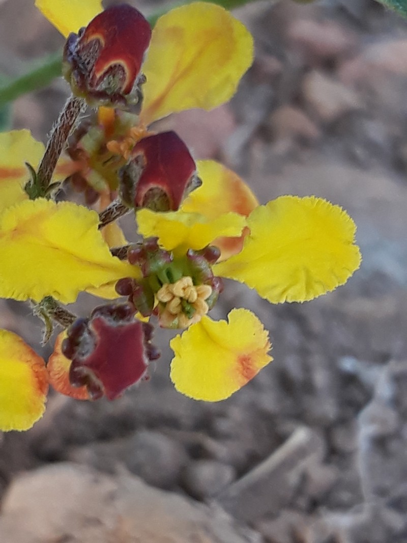 Glicophyllum ambiguum photo 3