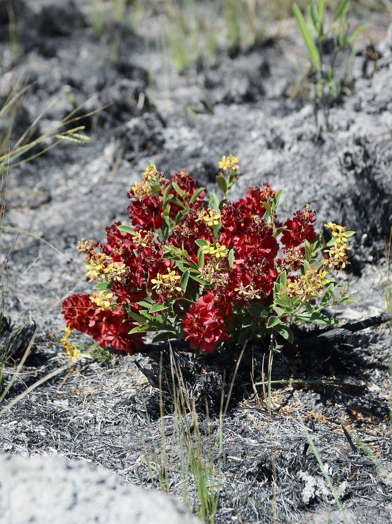 Glicophyllum ambiguum photo 4