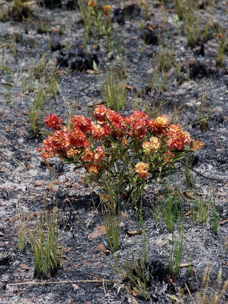 Glicophyllum ambiguum photo 5
