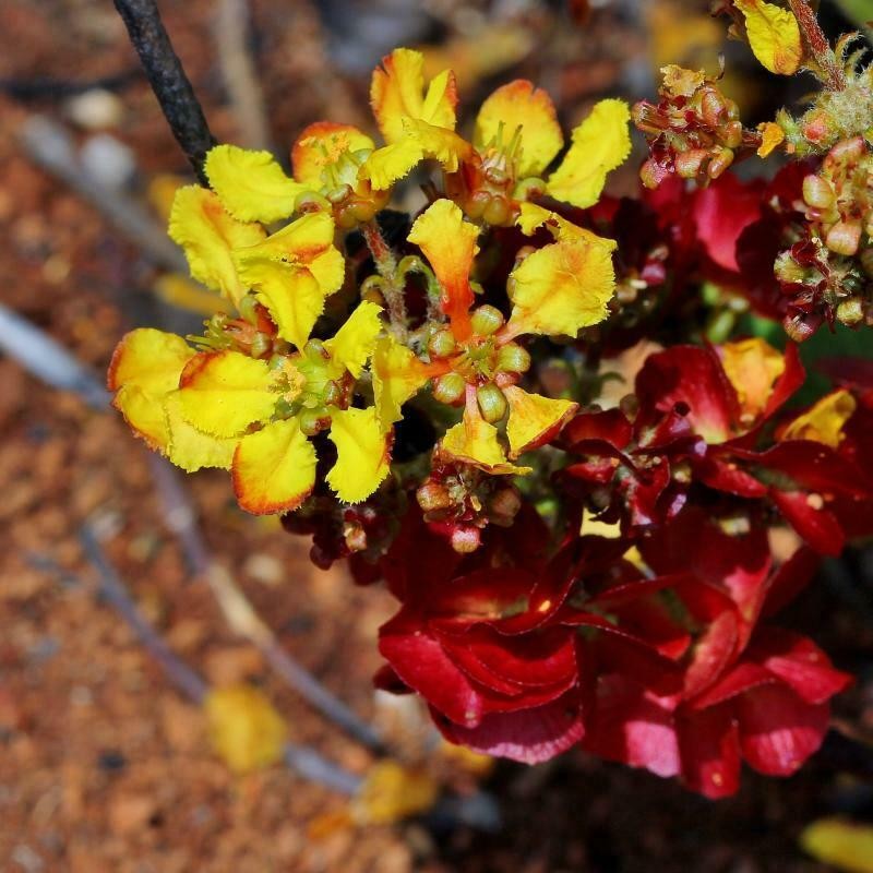 Glicophyllum ambiguum photo 6