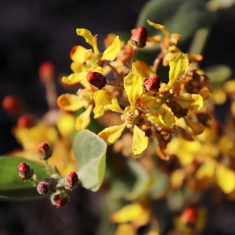 Glicophyllum ambiguum photo 7