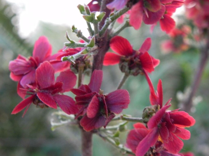 Glicophyllum ambiguum photo 8