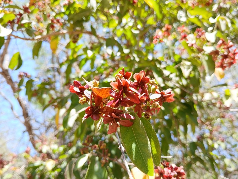 Glicophyllum arcanum photo 2