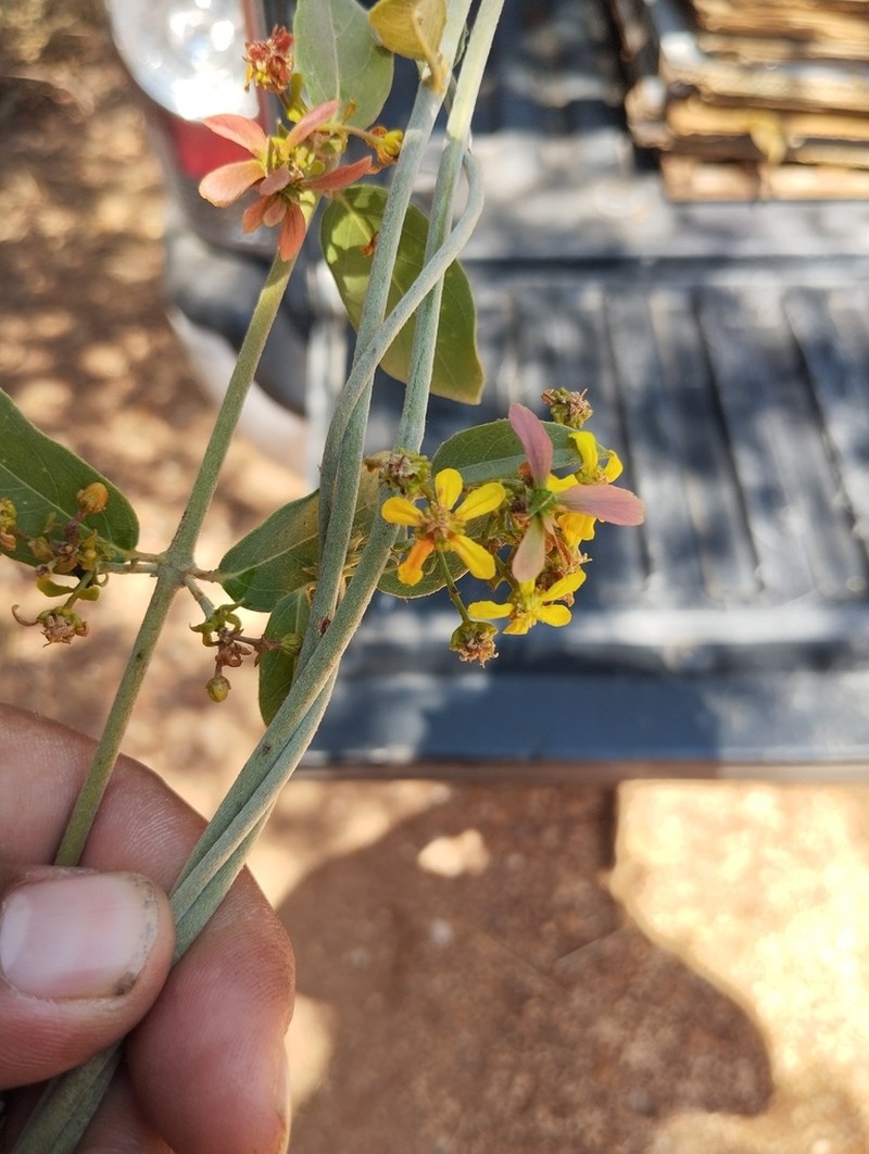 Glicophyllum arcanum photo 3