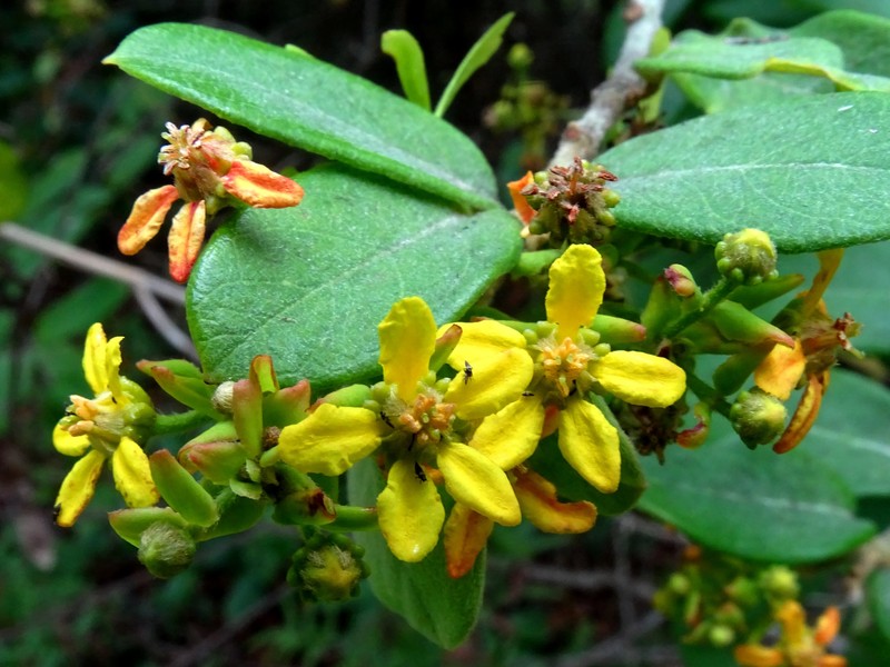 Glicophyllum arcanum photo 6
