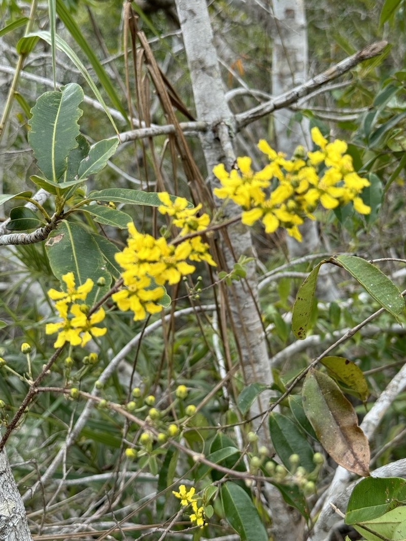 Glicophyllum chamaecerasifolium